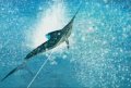 E3 09 > Reel Fishing s'exhibe