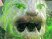 Sacred 2 : b�n�diction d'images