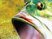 Sega Bass Fishing : trailer de lancement