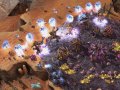 StarCraft II : quelques screens de plus
