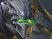 StarCraft II : le Disloqueur en images