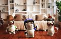 GC 08 > Les Lapins Cr�tins s'illustre