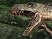Turok : aux armes !