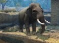 Majesco annonce Zoo Hospital sur Wii